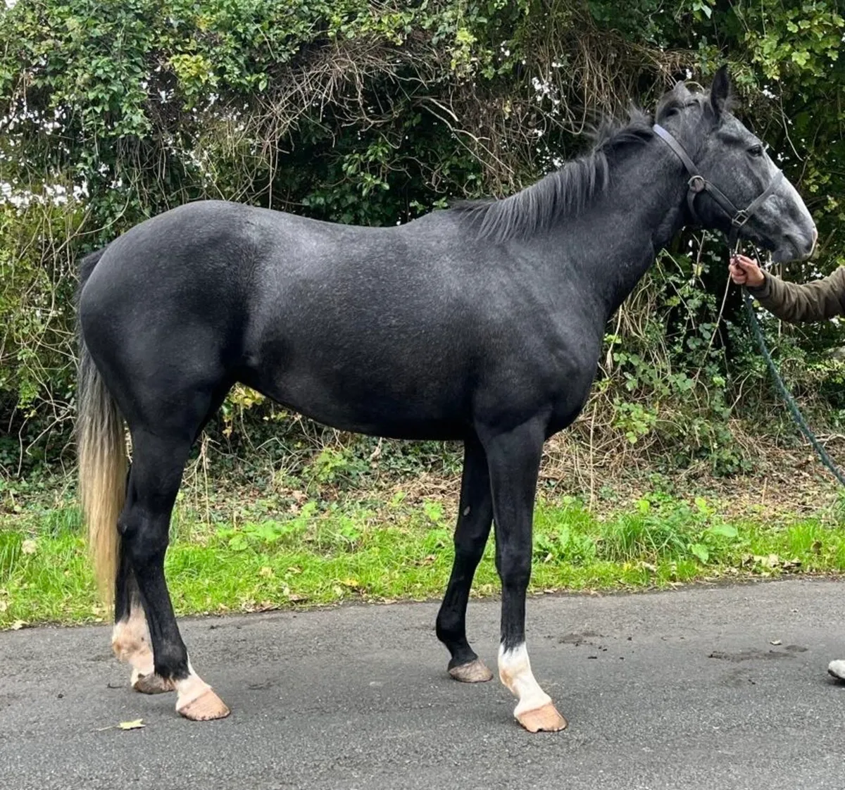 4 year old filly - Image 2