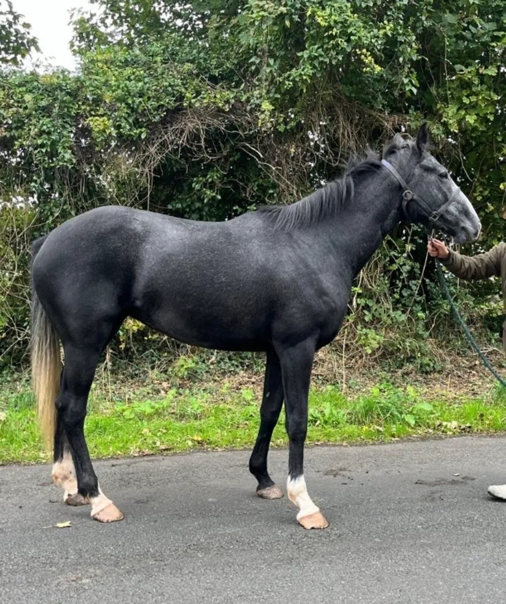 4 year old filly - Image 3