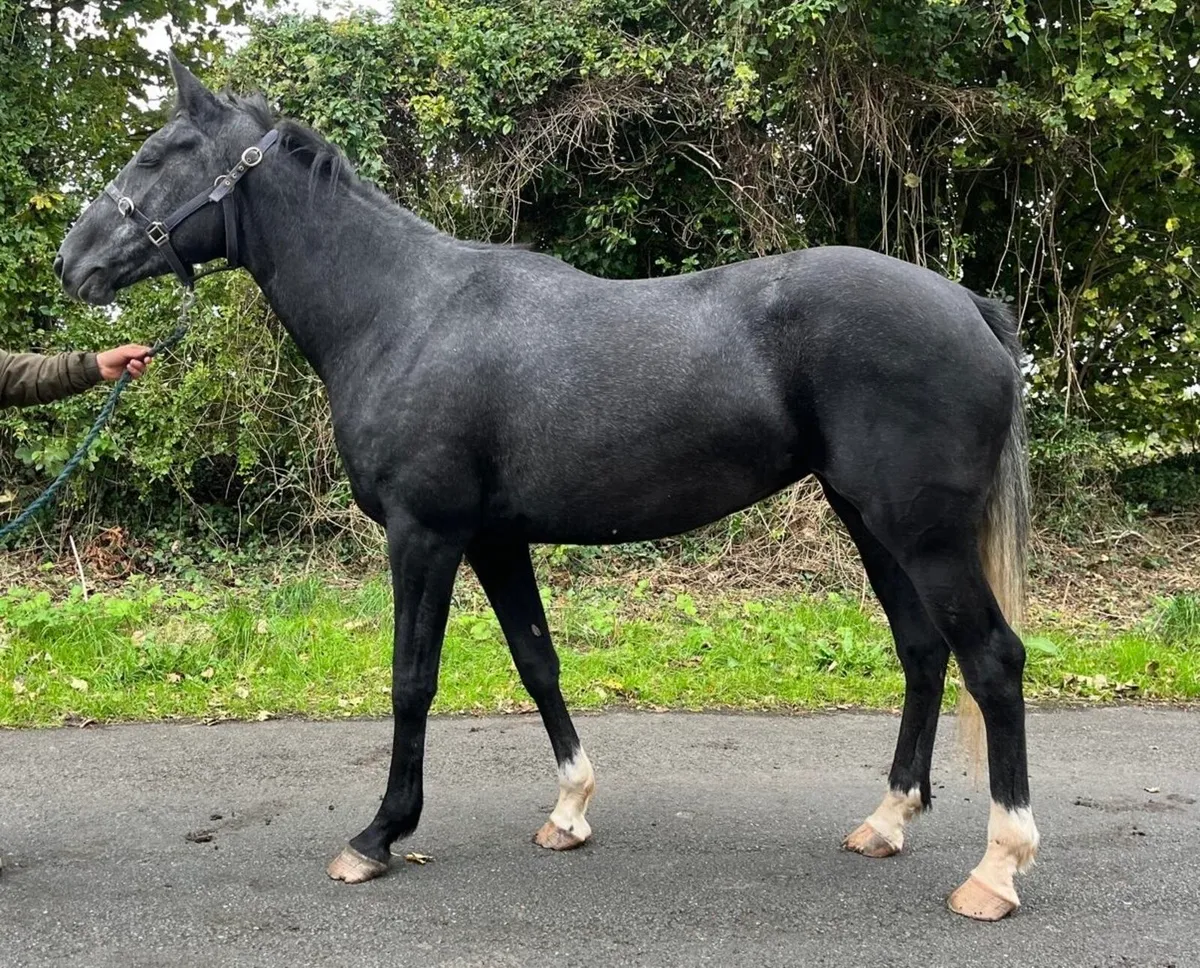 4 year old filly - Image 4