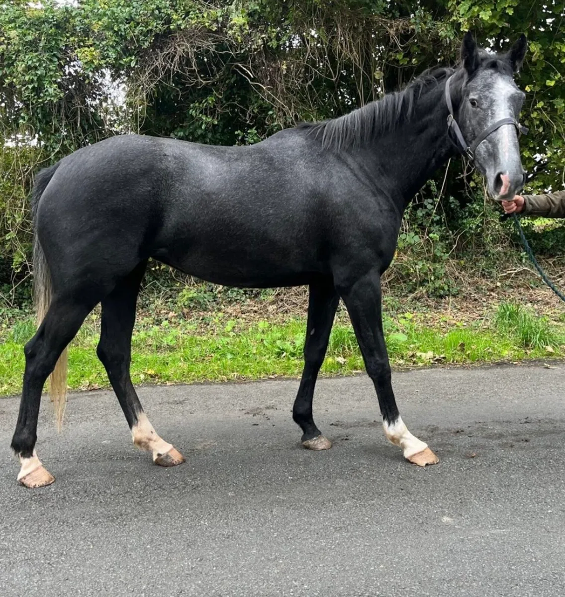 4 year old filly - Image 1
