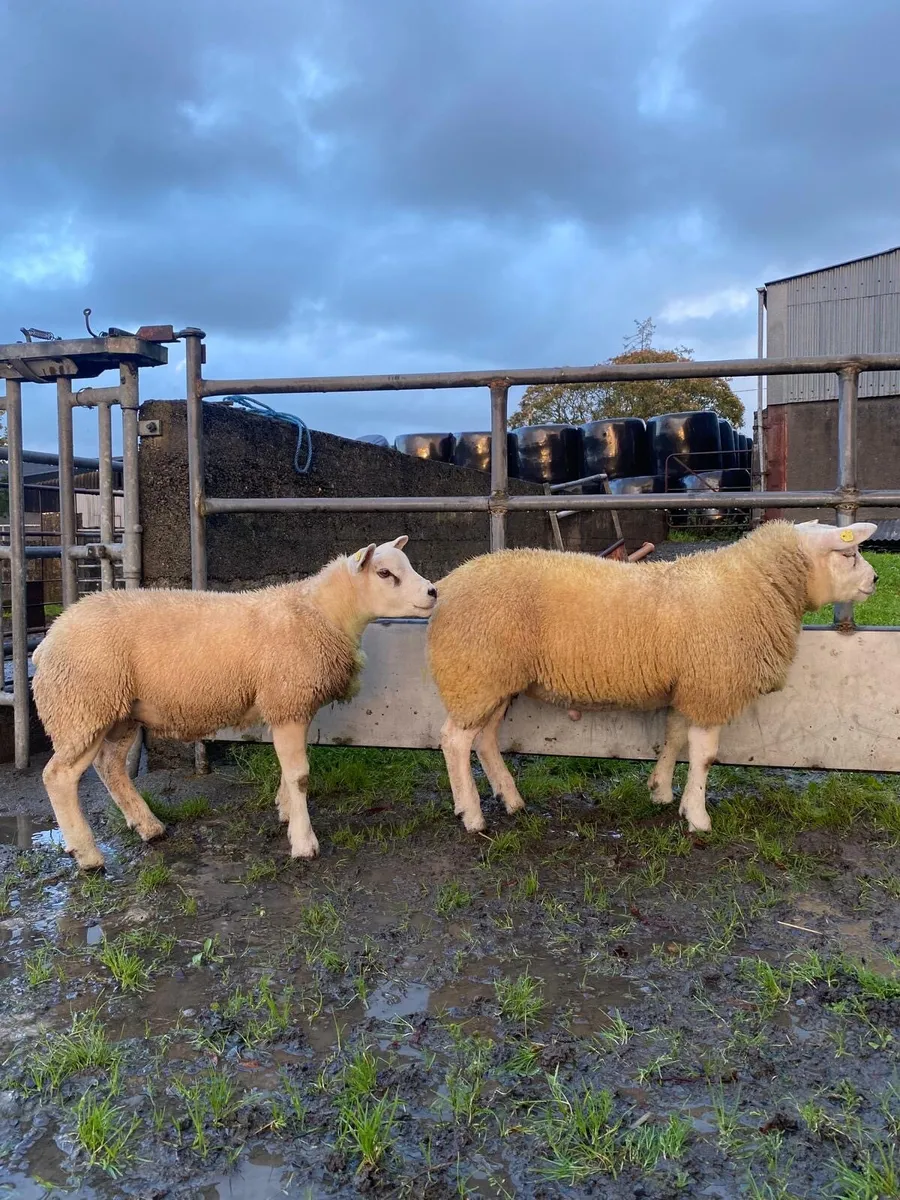Purebred Texel Ram Lambs - Image 1