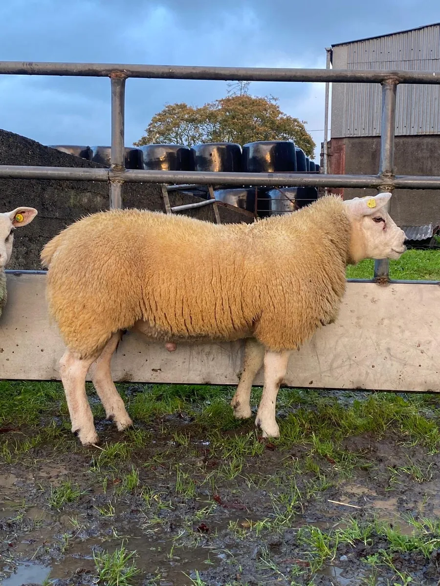 Purebred Texel Ram Lambs - Image 2