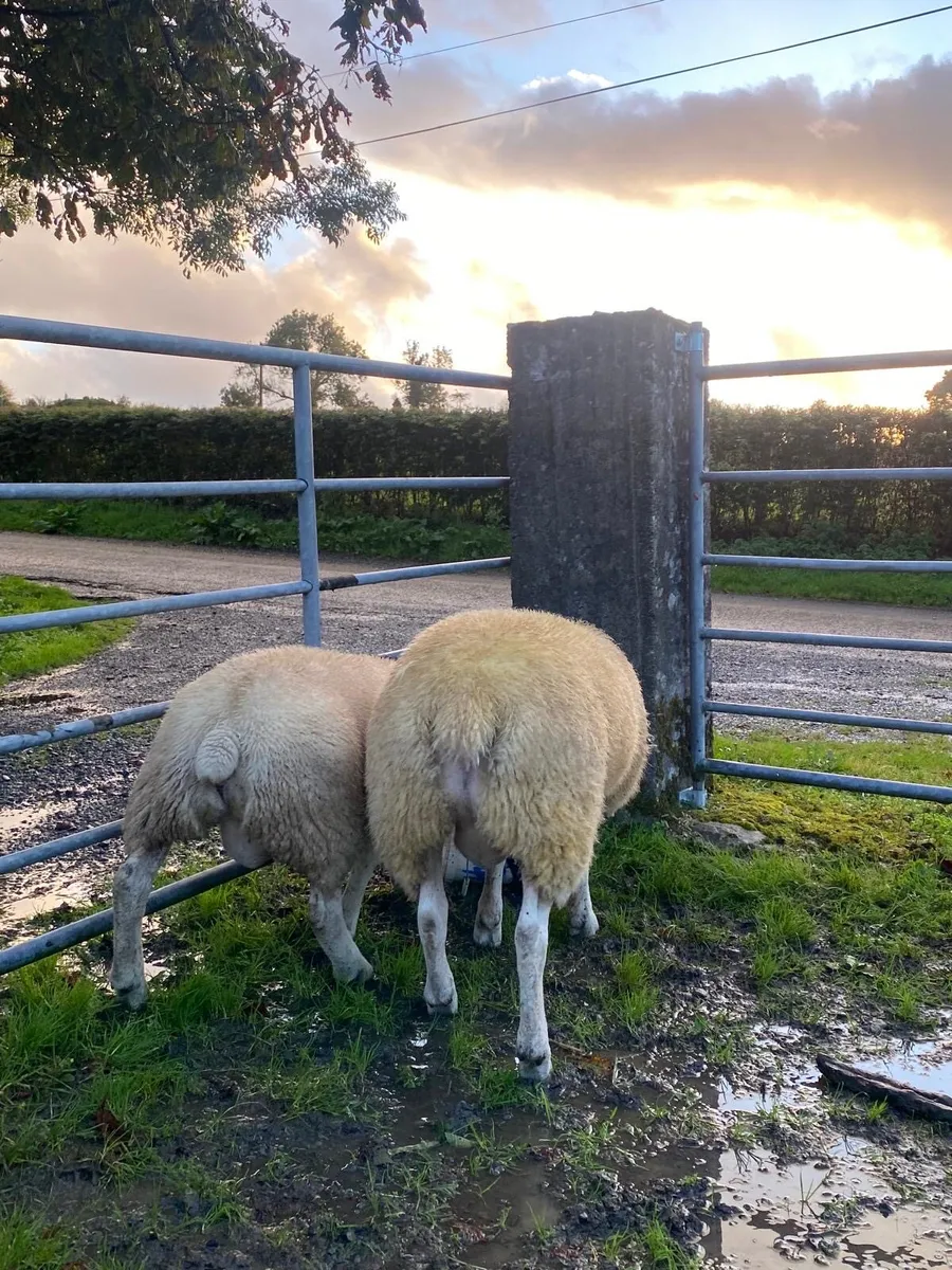 Purebred Texel Ram Lambs - Image 3