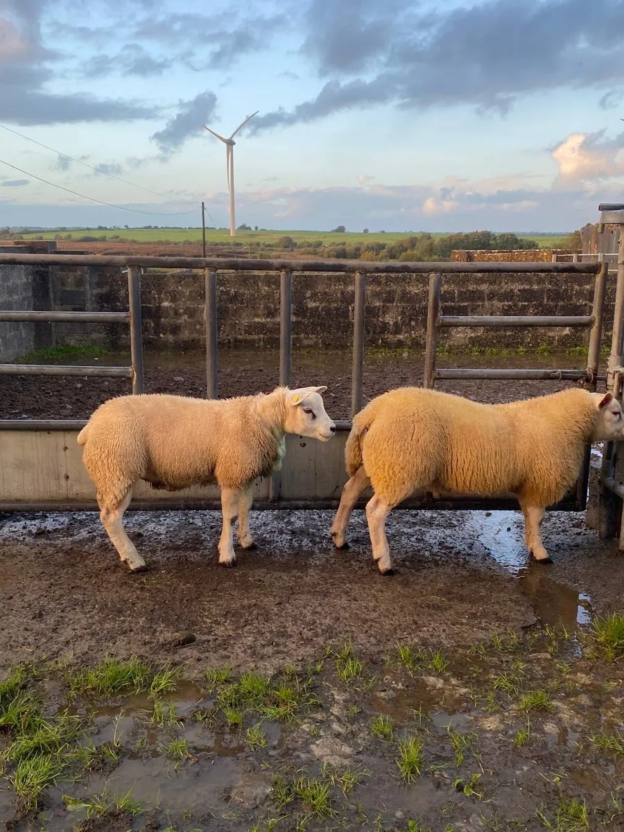 Purebred Texel Ram Lambs - Image 4