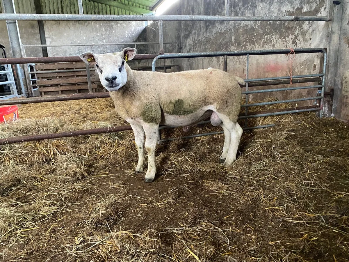 Texel hogget pbnr - Image 1