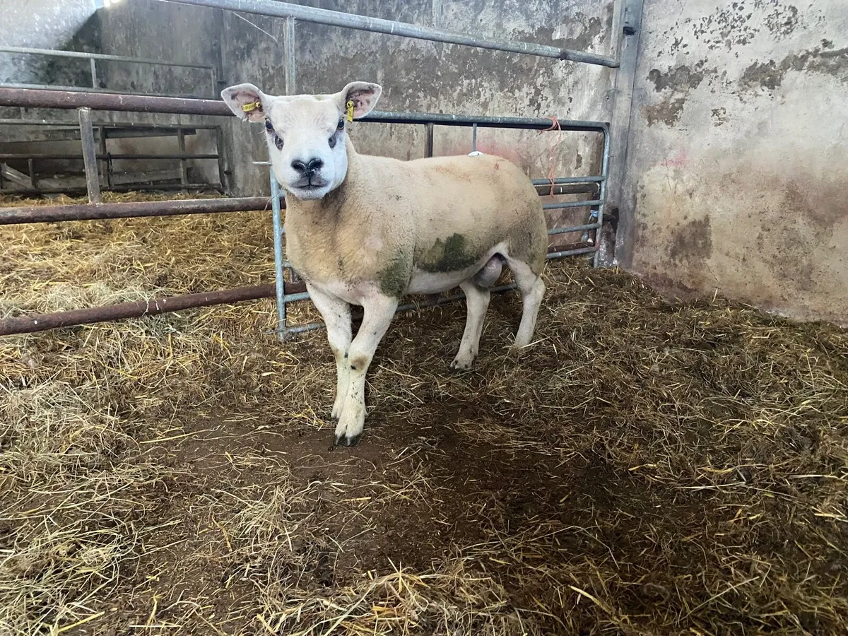 Texel hogget pbnr - Image 4