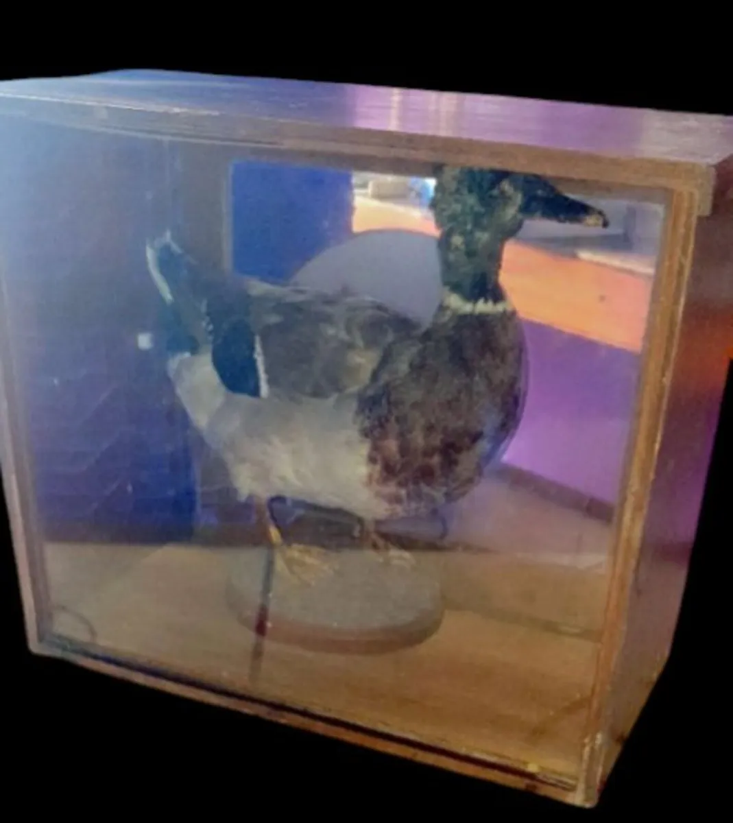 Vintage Taxidermy Mallard Duck in Apothecary Case - Image 3