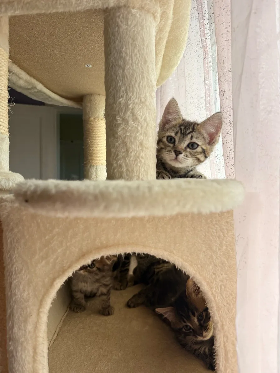 1 Half Bengal mix female kitten left! - Image 4