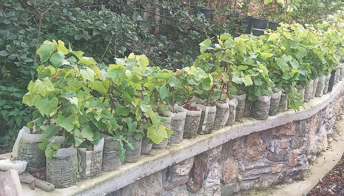 GRAPE VINE- Rooted- 1.5ltr bag. @12" high
