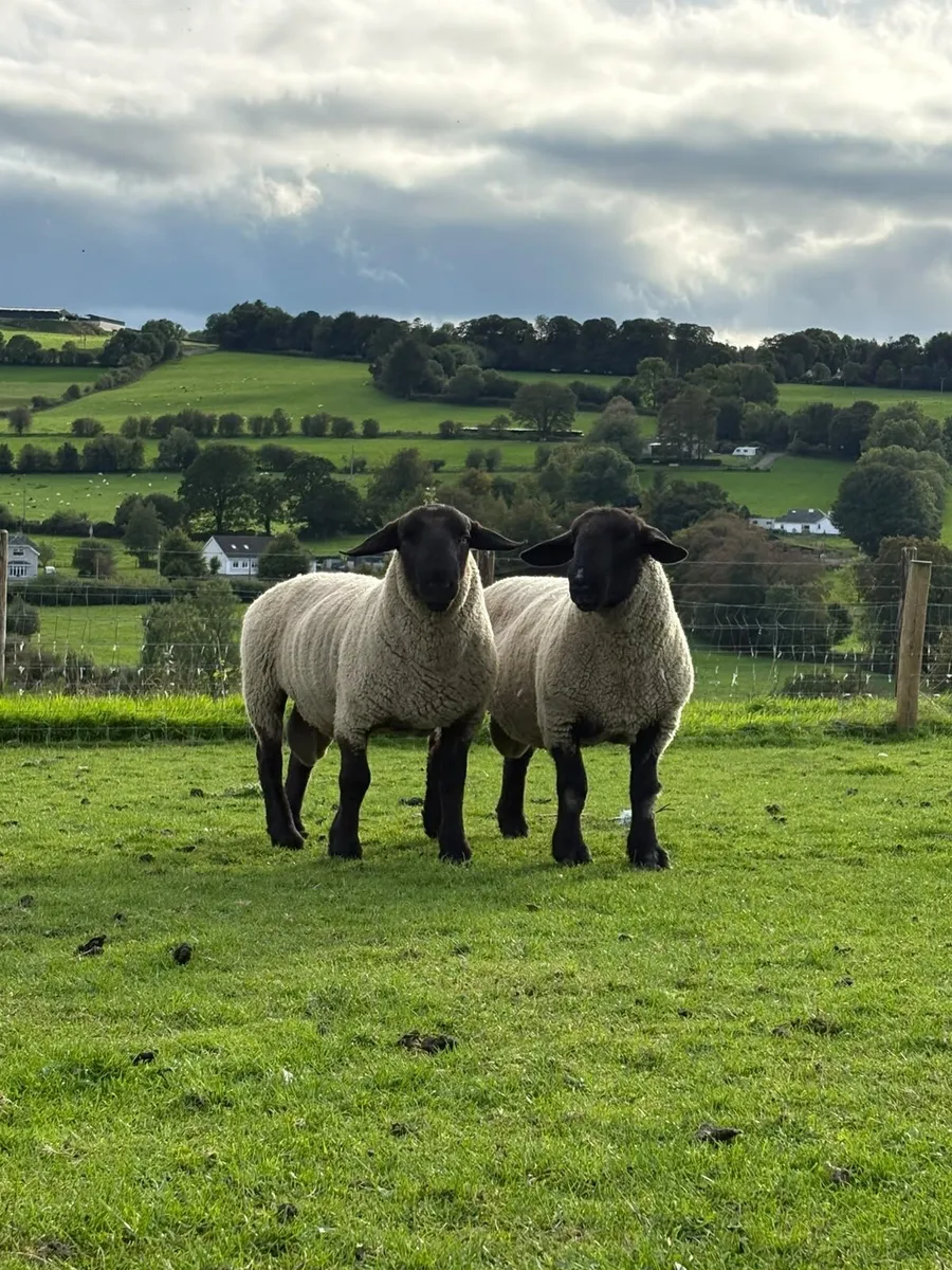 Selection of rams - Image 2