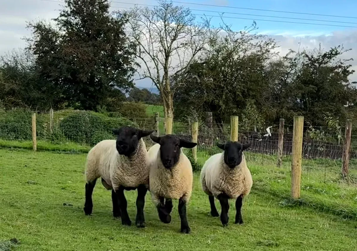 Selection of rams - Image 3