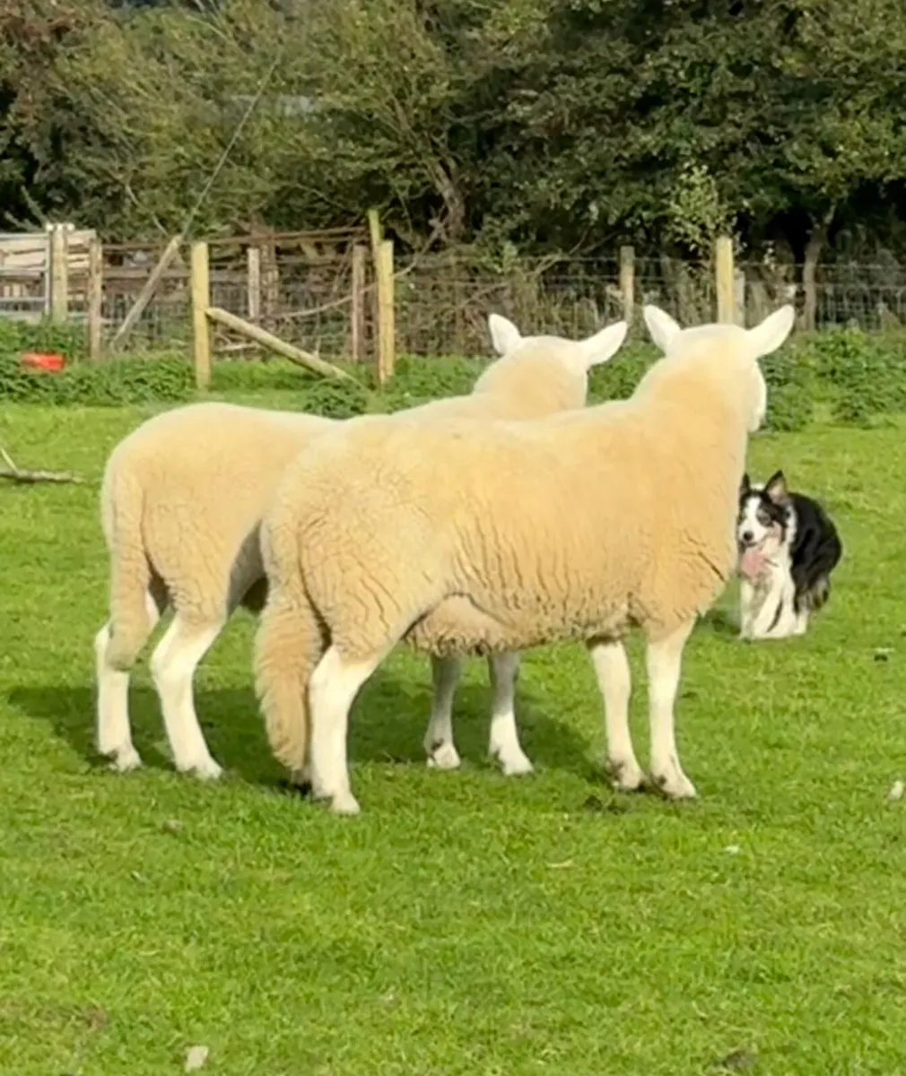 Selection of rams - Image 1