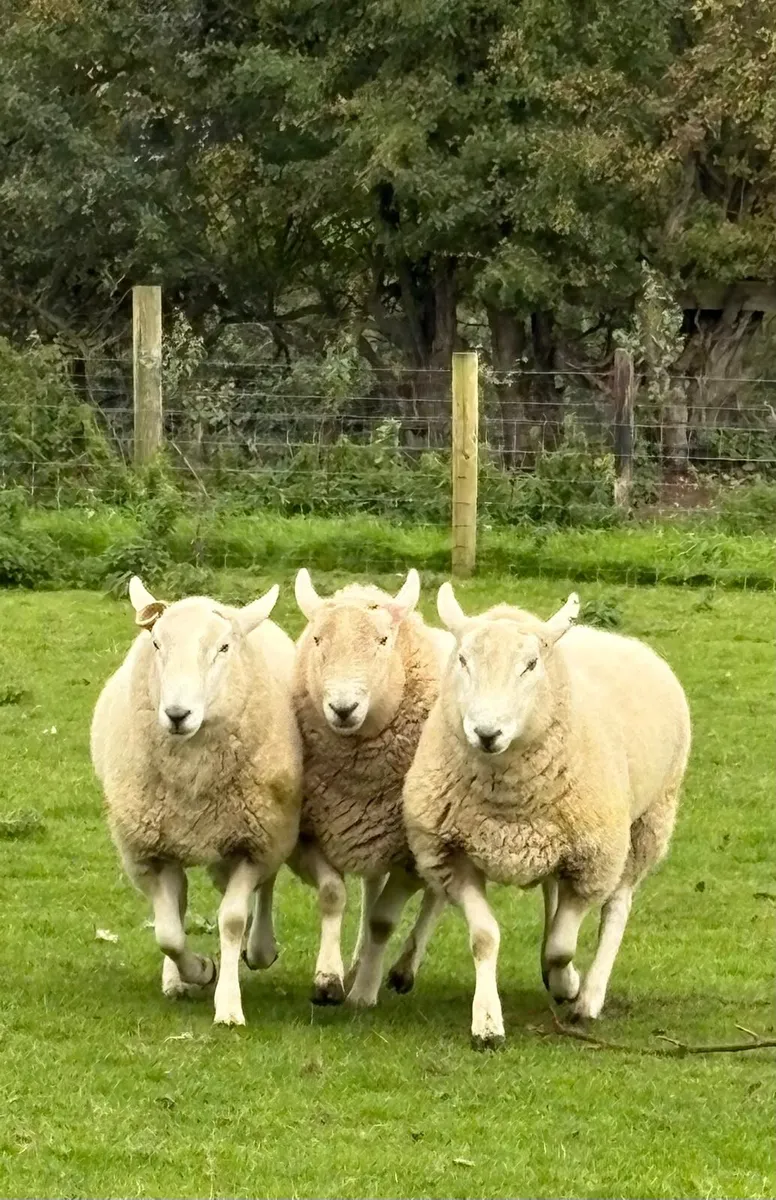 Selection of rams - Image 4