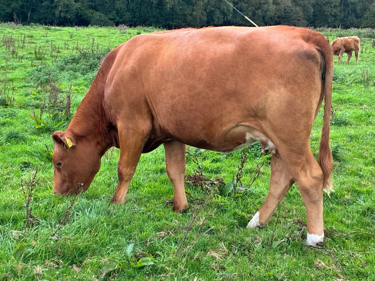 Stabiliser heifer on point of calving - Image 2