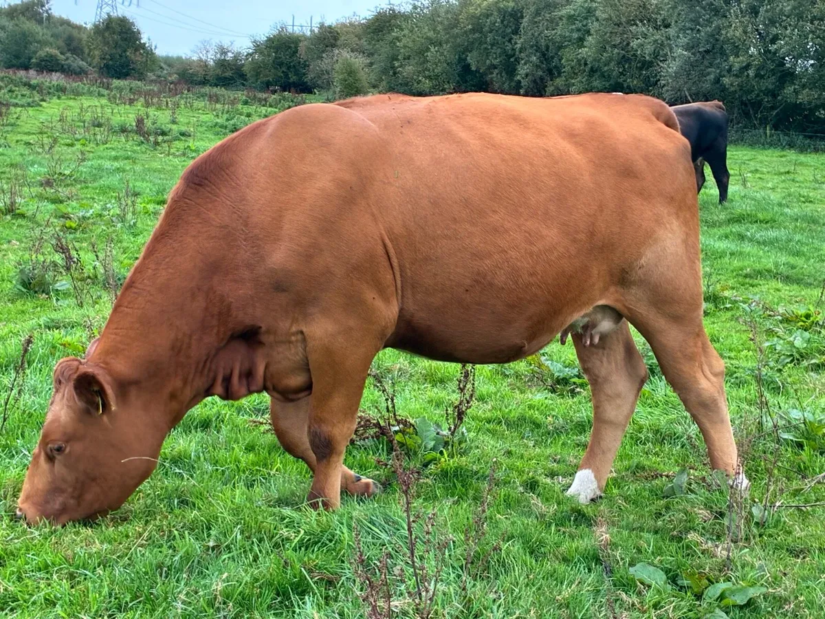 Stabiliser heifer on point of calving - Image 3