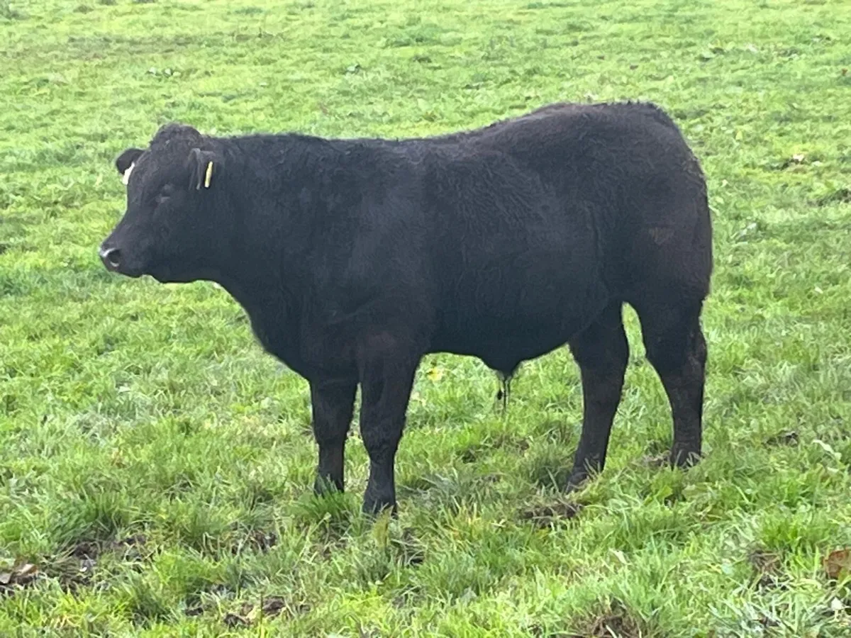 Weanlings - Image 1