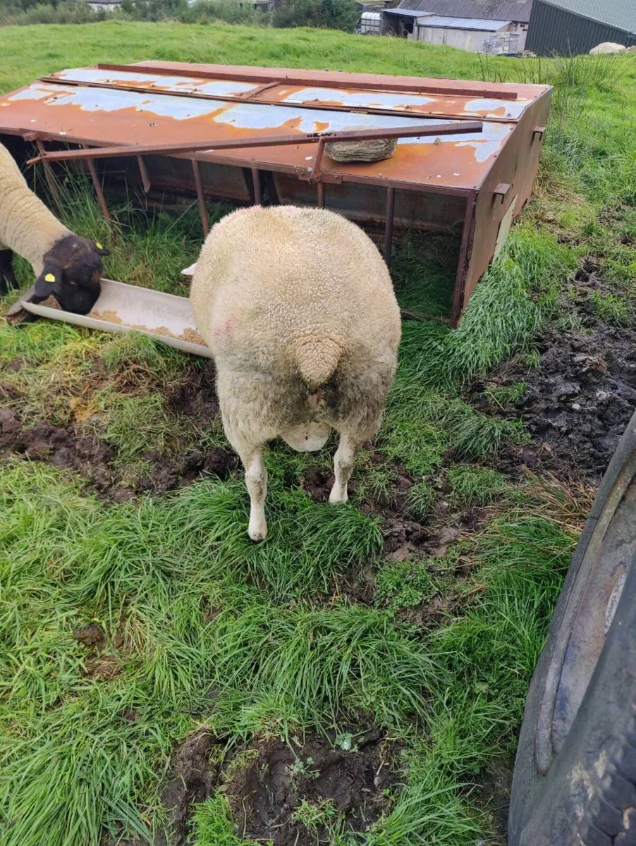 Belclare ram - Image 2