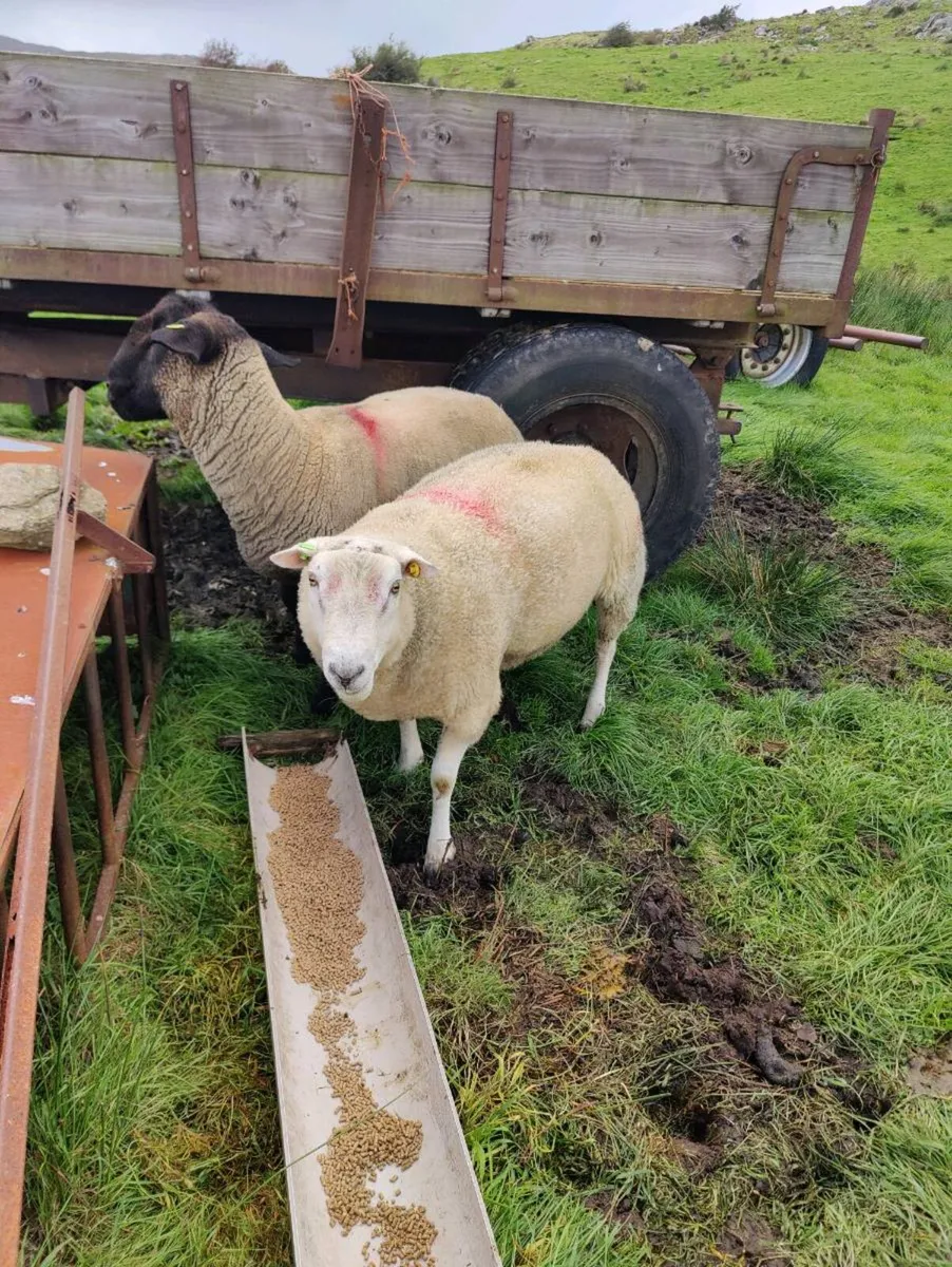 Belclare ram - Image 1
