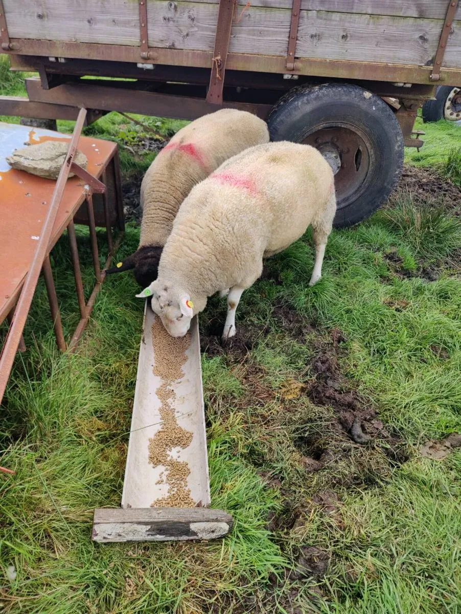 Belclare ram - Image 3