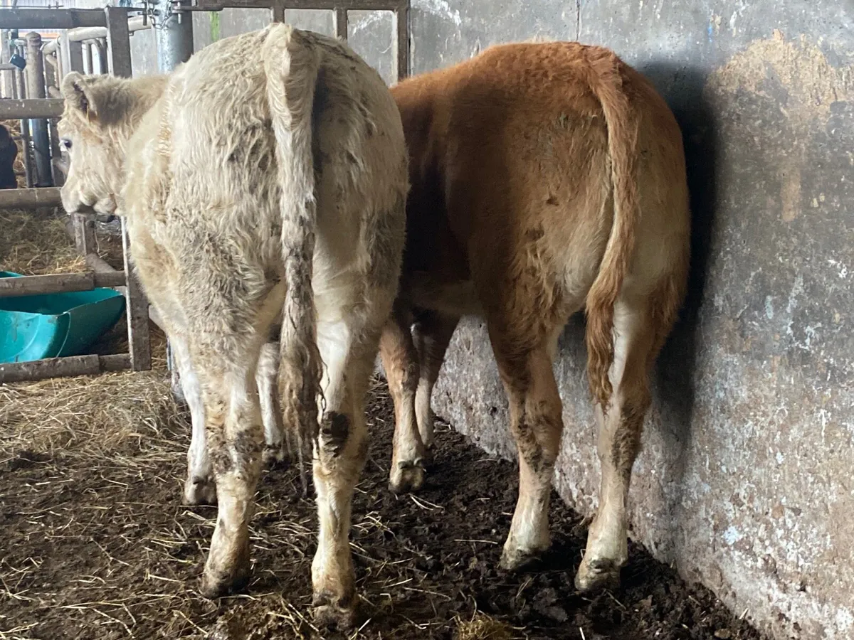 2 Heifer Weanlings - Image 1