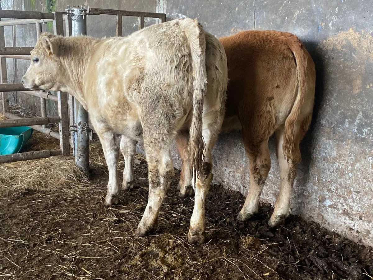 2 Heifer Weanlings - Image 4