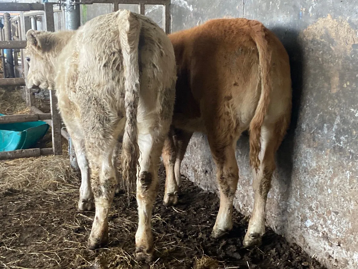2 Heifer Weanlings - Image 2