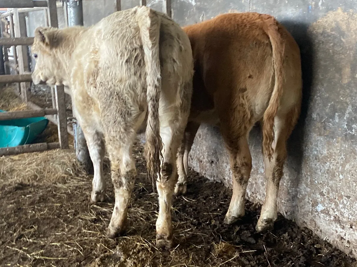 2 Heifer Weanlings - Image 3