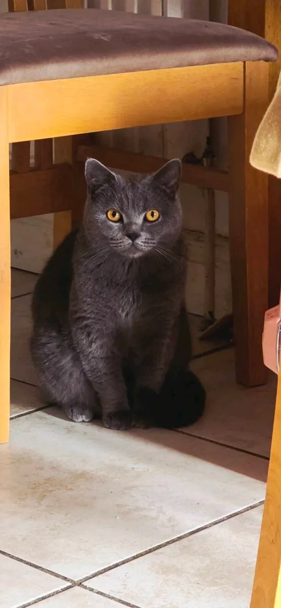 British cat - Image 4
