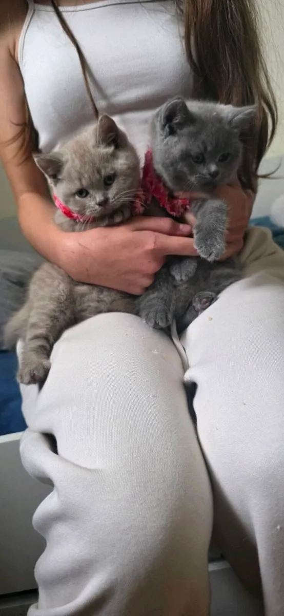 British cat - Image 1
