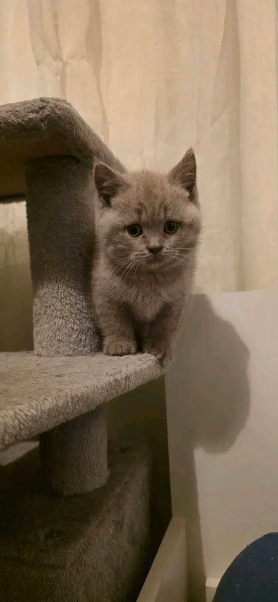 British cat - Image 2