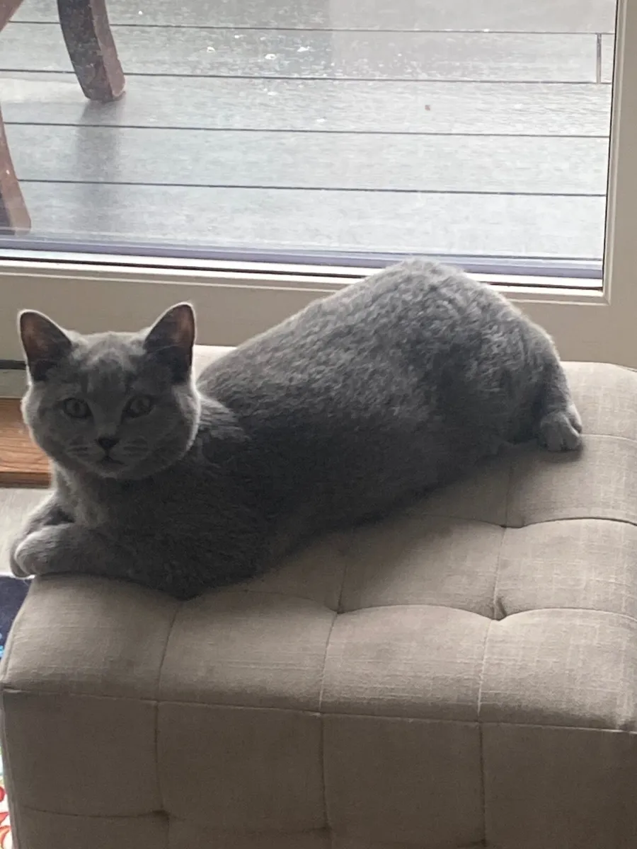 Cat - Image 1