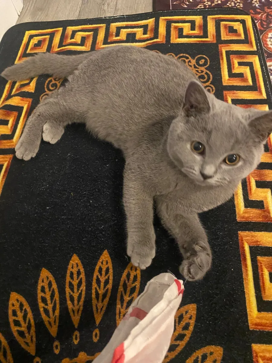 Cat - Image 3