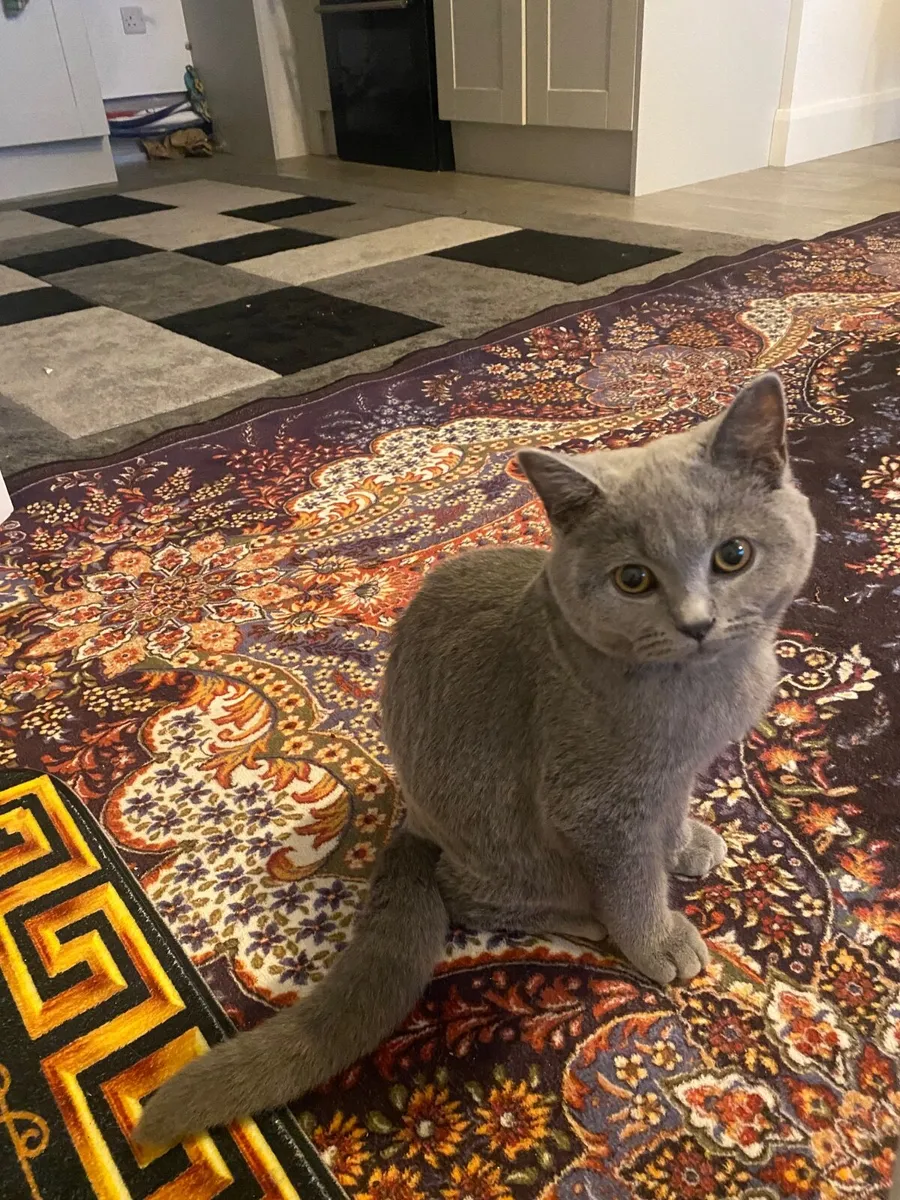 Cat - Image 4