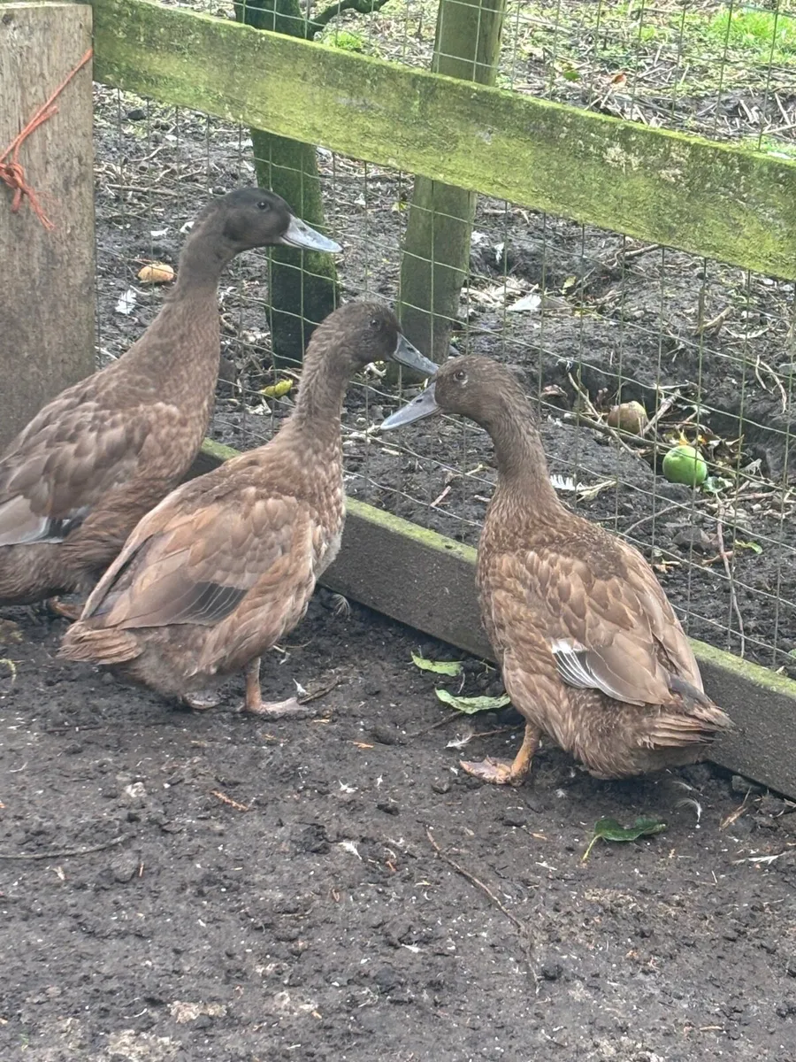 Ducks and bantams i - Image 1