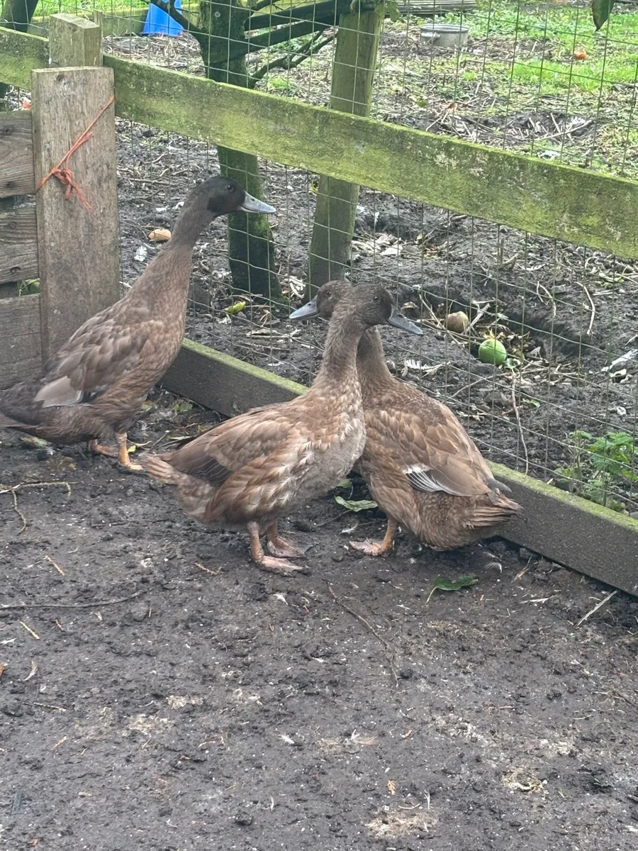 Ducks and bantams i - Image 2