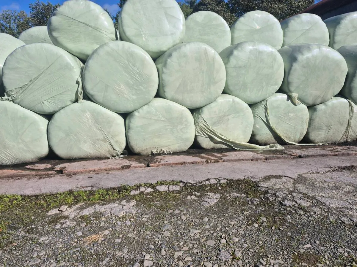 Bales of 1st cut silage - Image 2
