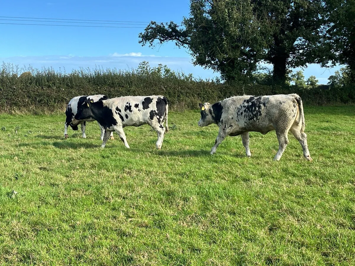 4 Belgian Blue Heifers - Image 2