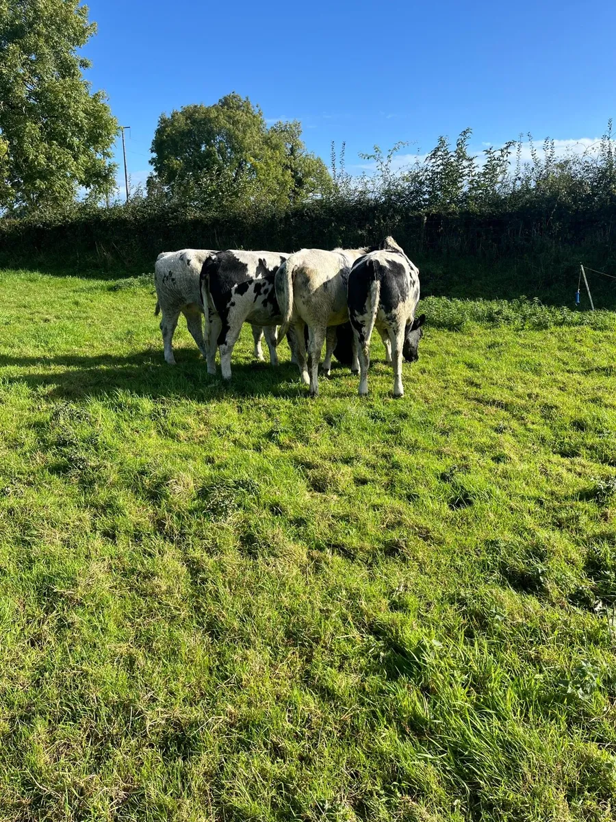 4 Belgian Blue Heifers - Image 3
