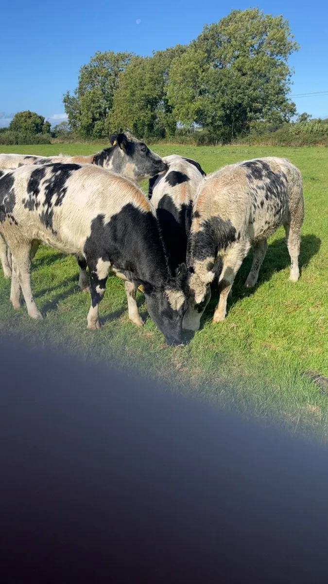 4 Belgian Blue Heifers - Image 1