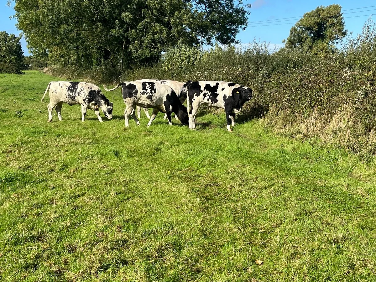 4 Belgian Blue Heifers - Image 4