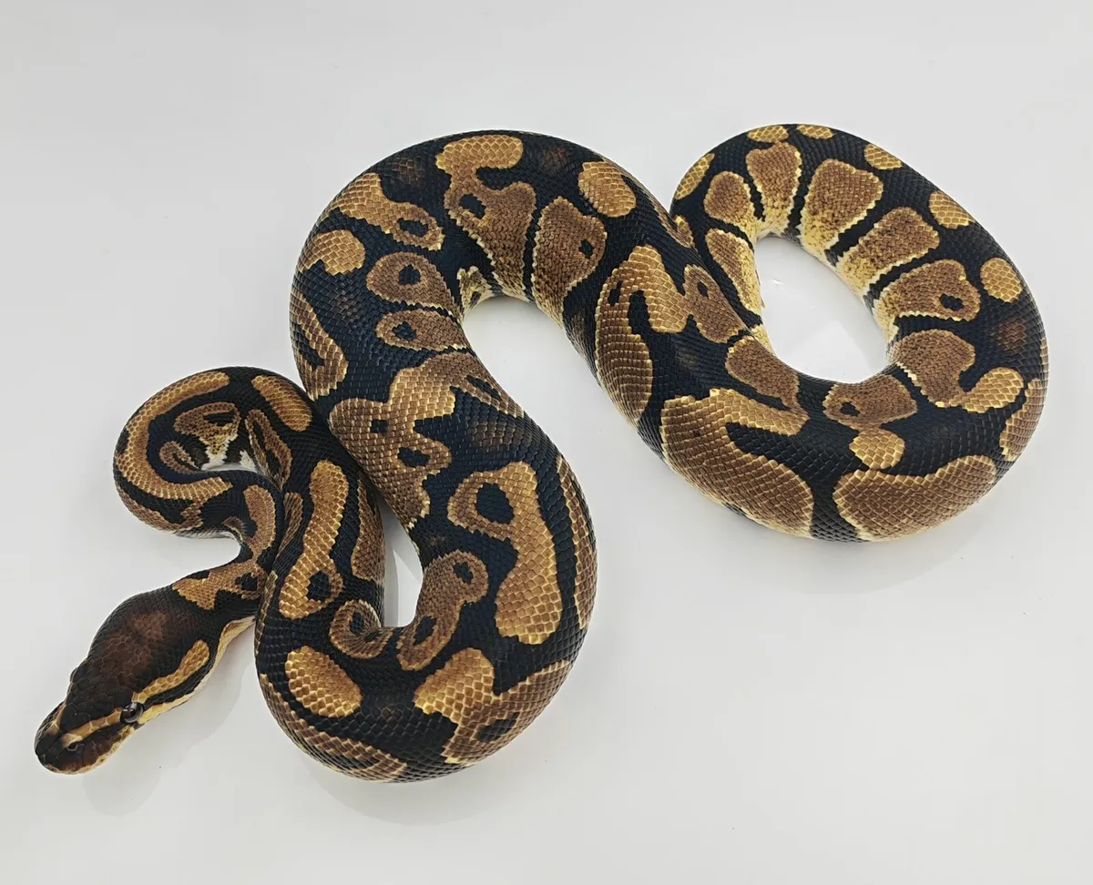 Royal python