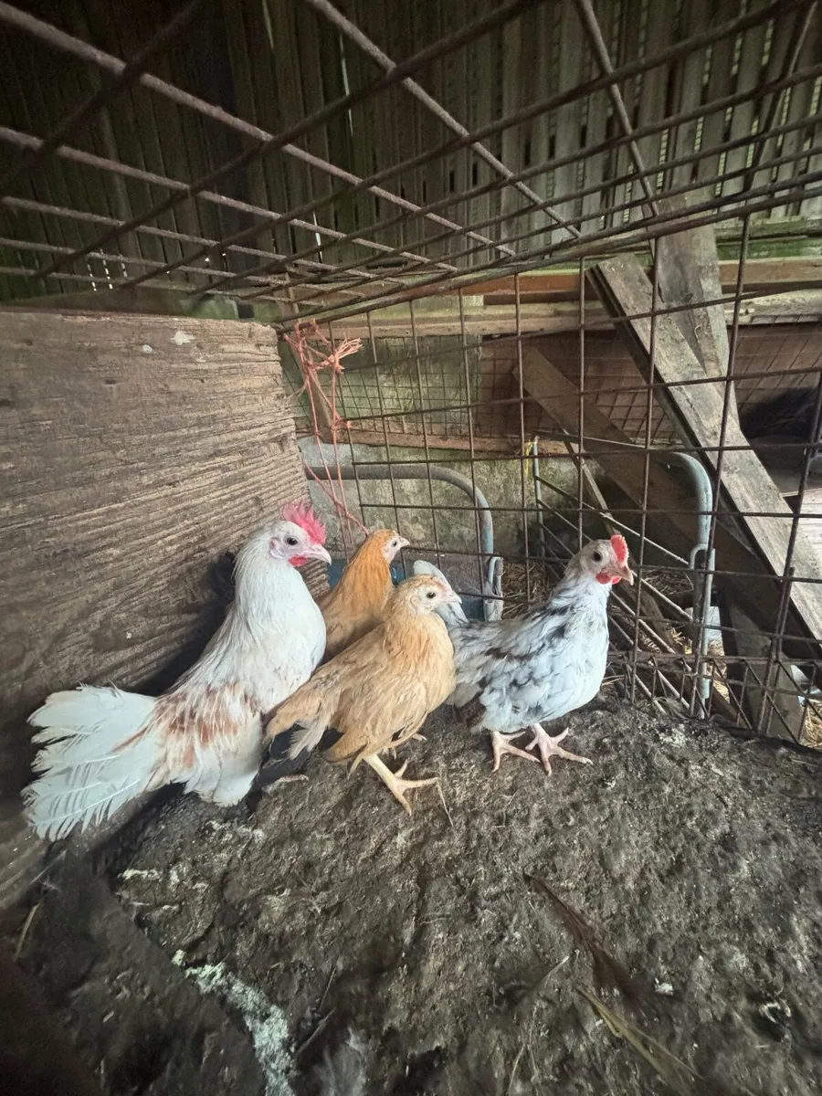 Khaki Campbell Ducks and bantams - Image 4