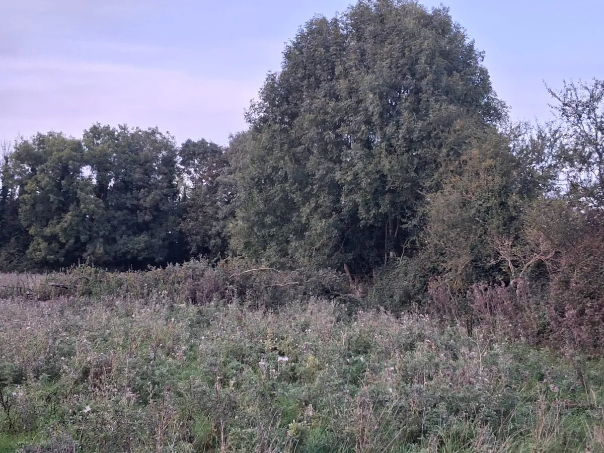 Land for lease wanted - Image 2