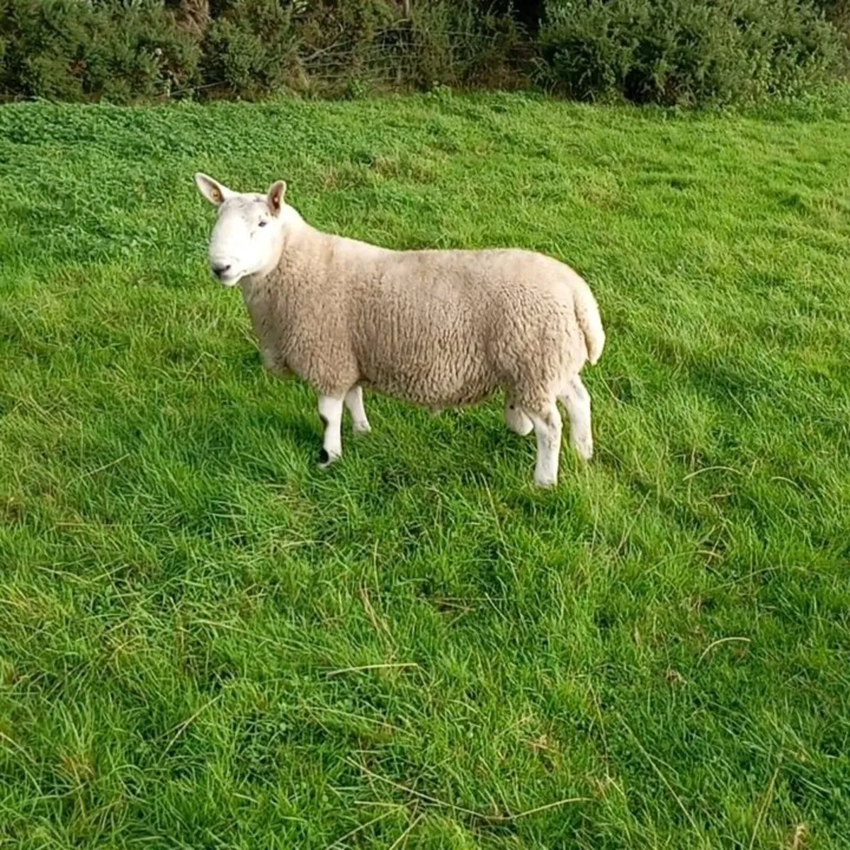 North country Cheviot ram - Image 4