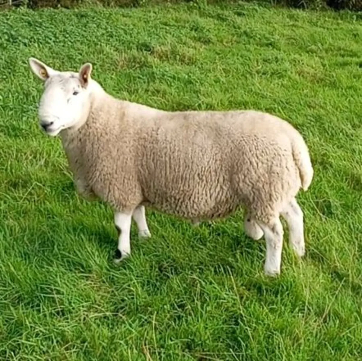 North country Cheviot ram - Image 2