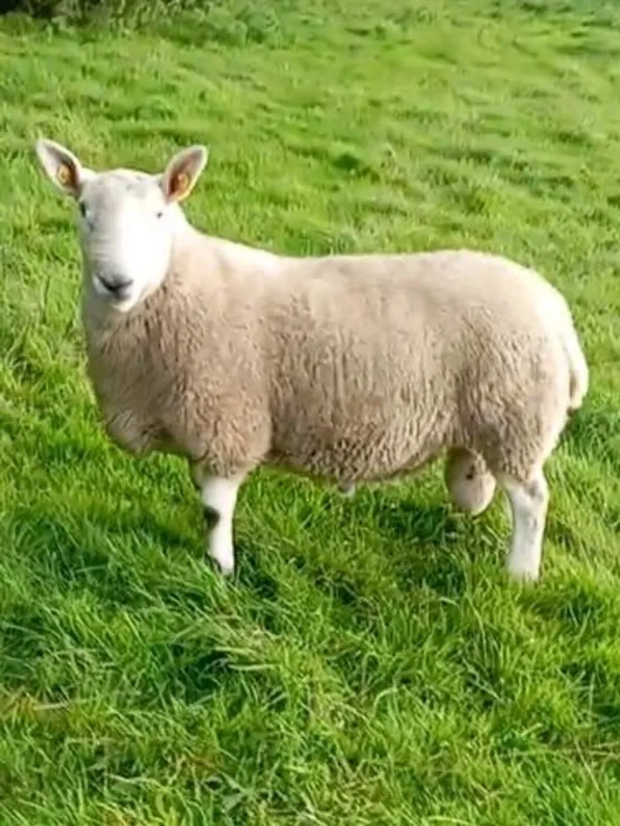 North country Cheviot ram - Image 3