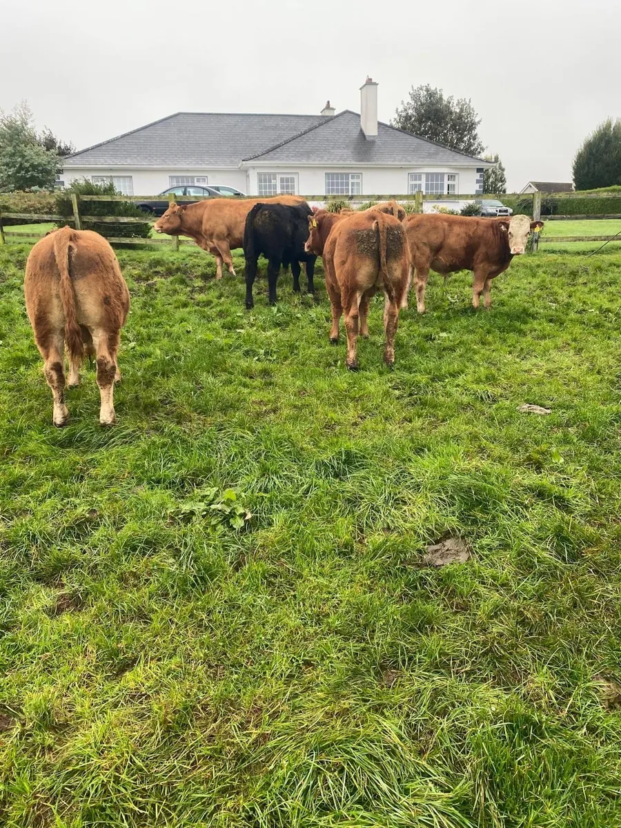 Weanlings - Image 2