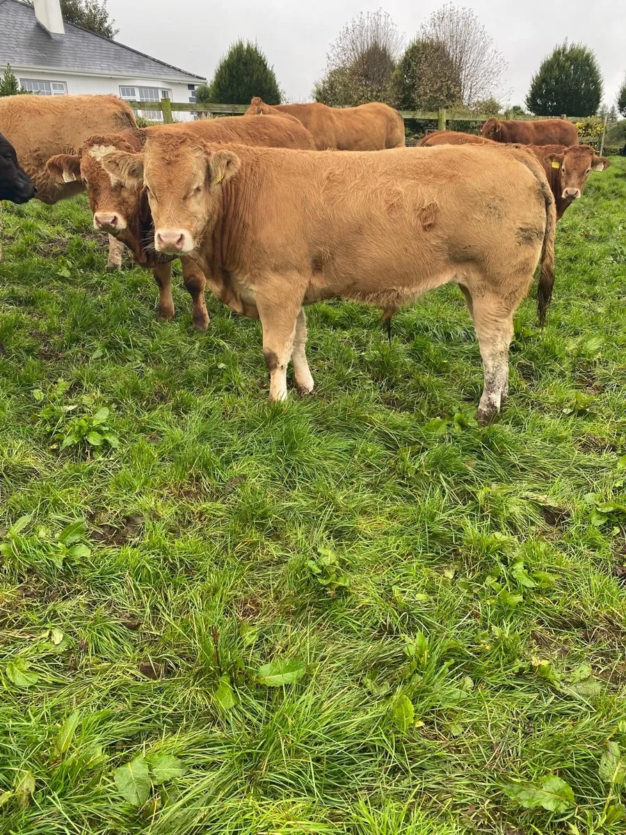 Weanlings - Image 4