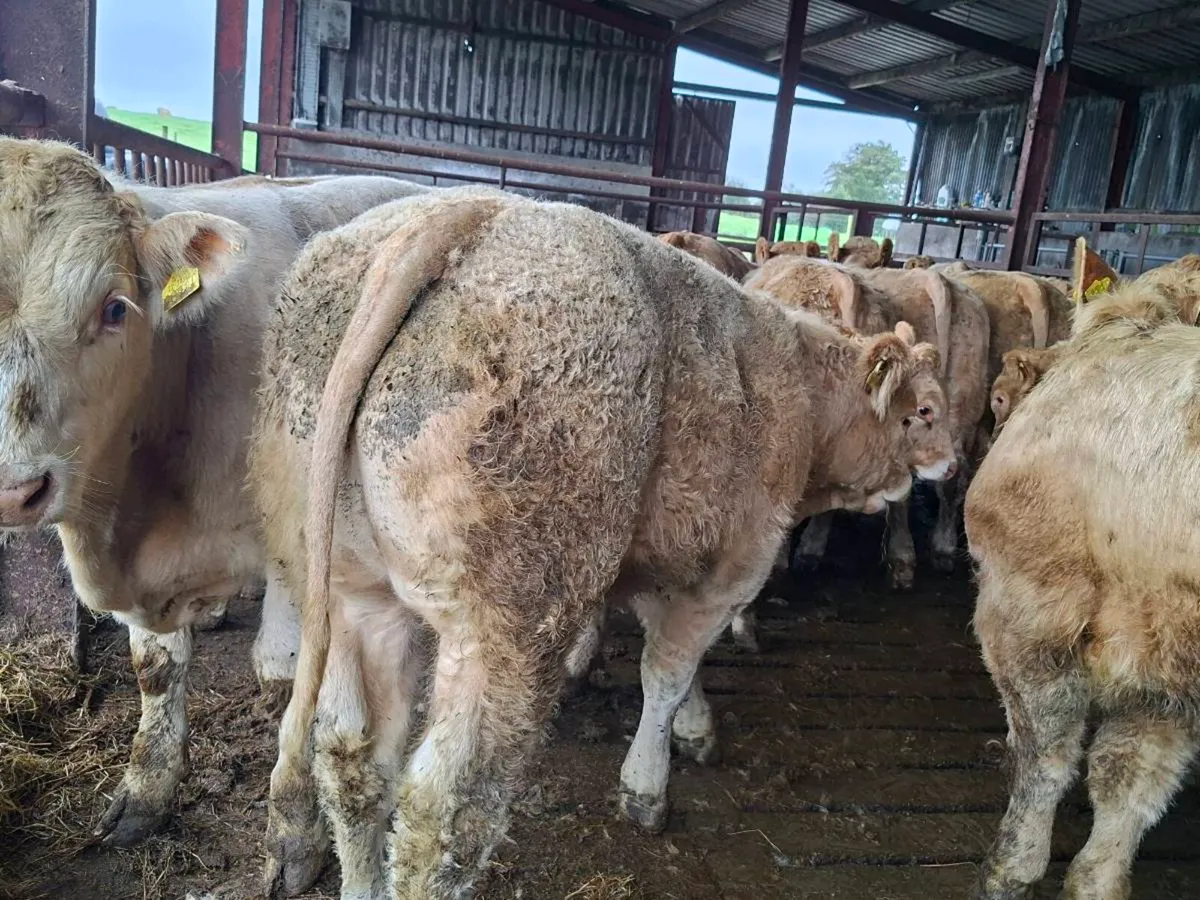 30 Smashing Charlaois bull Weanlings - Image 1