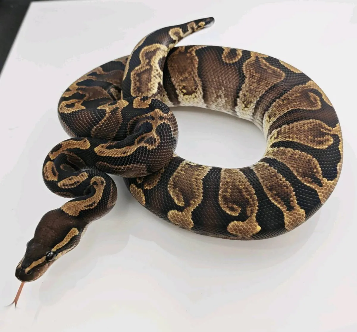Royal python